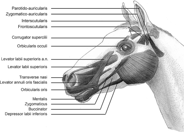Hier die Gesichtsmuskulatur des Pferdes – wie sich zeigt, sind vor allem die Muskeln rund um Ohren, Lippen und Nase außerordentlich groß und komplex.